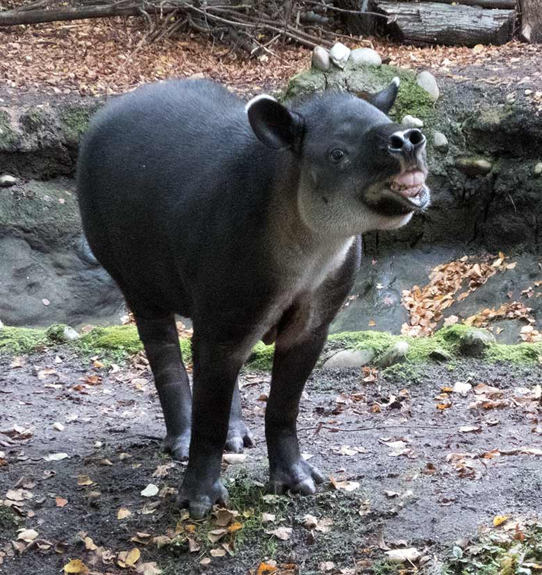 Mittelamerikanisches Tapir-Weibchen SUSANNA am 9. Oktober 2019 auf der Außenanlage am Südamerika-Haus im Zoo Wuppertal