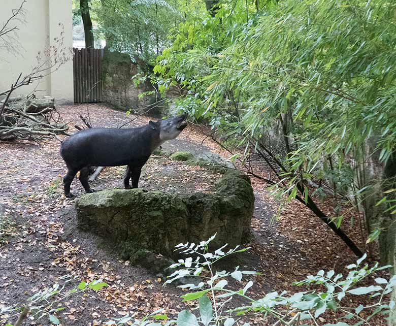 Mittelamerikanisches Tapir-Weibchen SUSANNA am 9. Oktober 2019 auf der Außenanlage am Südamerika-Haus im Wuppertaler Zoo