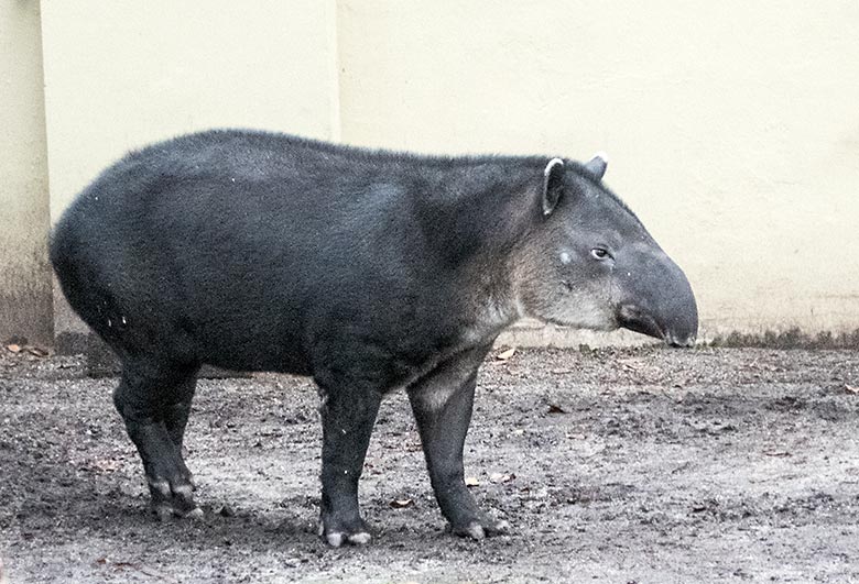 Mittelamerikanisches Tapir-Weibchen SUSANNA am 13. Januar 2020 auf der Außenanlage am Südamerika-Haus im Grünen Zoo Wuppertal