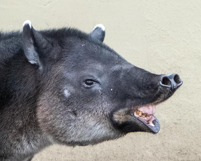 Mittelamerikanisches Tapir-Weibchen SUSANNA am 13. Januar 2020 auf der Außenanlage am Südamerika-Haus im Zoologischen Garten Wuppertal