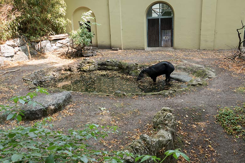 Weiblicher Mittelamerikanischer Tapir SUSANNA am 11. August 2020 im Wasser auf der Außenanlage am Südamerika-Haus im Grünen Zoo Wuppertal