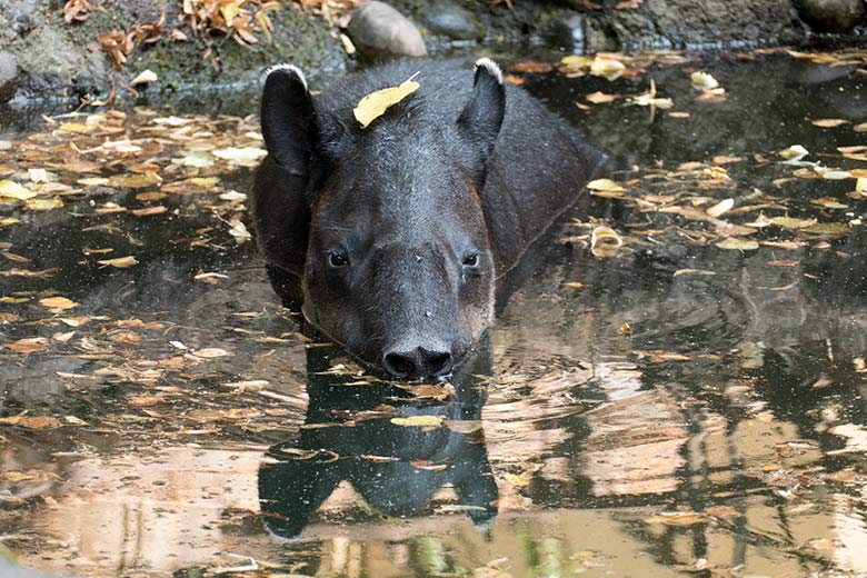 Weiblicher Mittelamerikanischer Tapir SUSANNA am 11. August 2020 im Wasser auf der Außenanlage am Südamerika-Haus im Zoo Wuppertal
