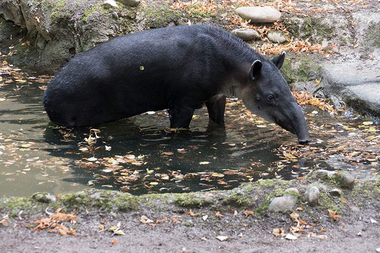 Weiblicher Mittelamerikanischer Tapir SUSANNA am 11. August 2020 im Wasser auf der Außenanlage am Südamerika-Haus im Wuppertaler Zoo