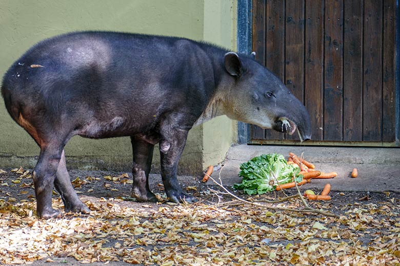 Mittelamerikanisches Tapir-Weibchen SUSANNA am 18. September 2020 auf der Außenanlage am Südamerika-Haus im Zoologischen Garten Wuppertal