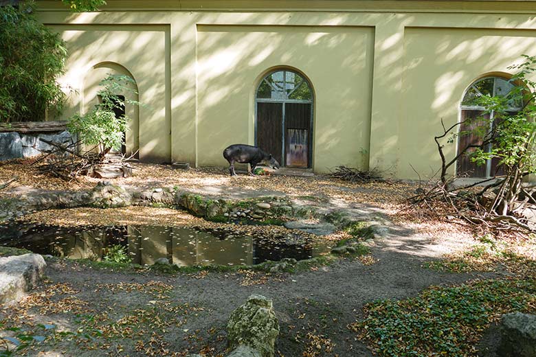 Mittelamerikanisches Tapir-Weibchen SUSANNA am 18. September 2020 auf der Außenanlage am Südamerika-Haus im Grünen Zoo Wuppertal