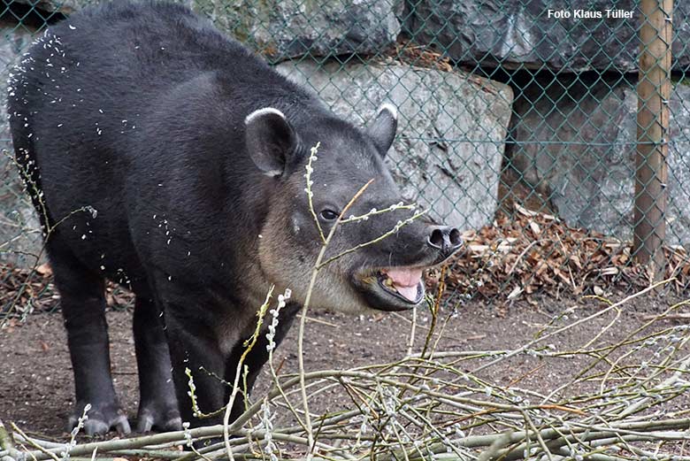 Weiblicher Mittelamerikanischer Tapir SUSANNA am 8. März 2021 auf der Außenanlage am Südamerika-Haus im Zoo Wuppertal (Foto Klaus Tüller)