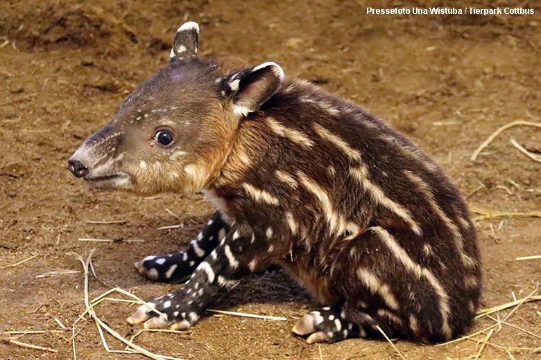 Mittelamerikanisches Tapir-Jungtier am 10. November 2021 im Tierpark Cottbus (Pressefoto Una Wistuba - Tierpark Cottbus)