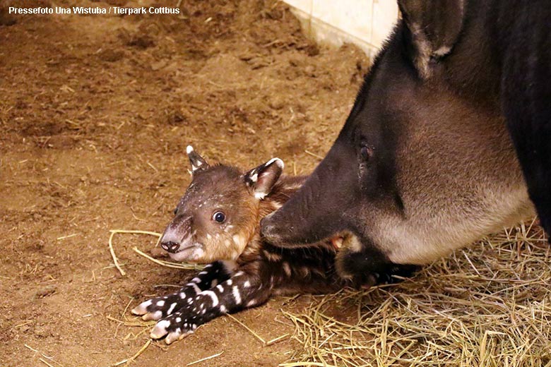 Mittelamerikanisches Tapir-Weibchen BONITA mit Jungtier am 10. November 2021 im Tierpark Cottbus (Pressefoto Una Wistuba - Tierpark Cottbus)