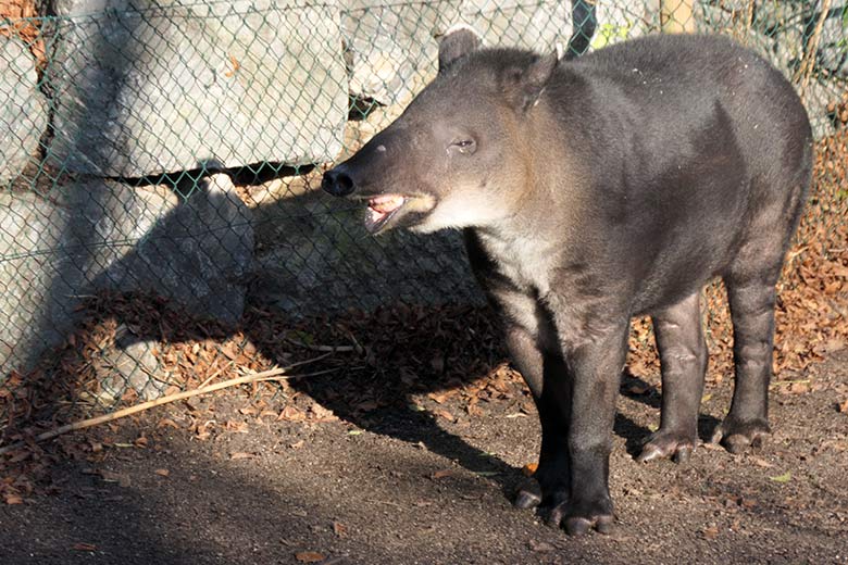 Weiblicher Mittelamerikanischer Tapir SUSANNA am 22. November 2021 auf der Außenanlage am Südamerika-Haus im Grünen Zoo Wuppertal