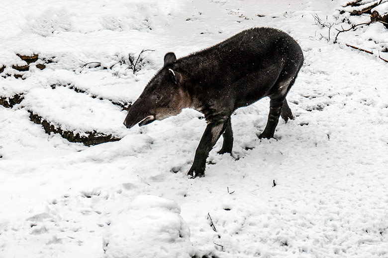 Weiblicher Mittelamerikanischer Tapir SUSANNA im Schnee am 8. März 2023 auf der Außenanlage am Südamerika-Haus im Grünen Zoo Wuppertal