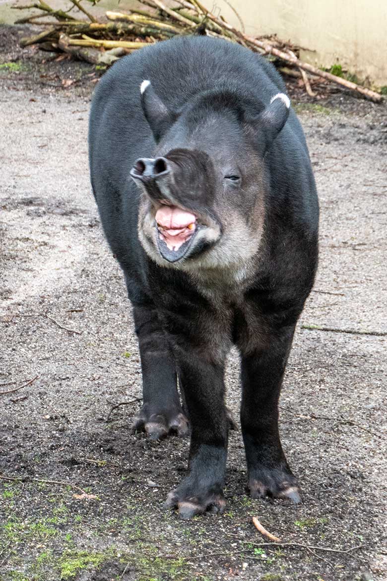 Weiblicher Mittelamerikanischer Tapir SUSANNA am 10. Februar 2024 auf der Außenanlage am Südamerika-Haus im Grünen Zoo Wuppertal