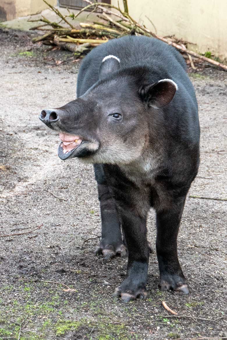 Weiblicher Mittelamerikanischer Tapir SUSANNA am 10. Februar 2024 auf der Außenanlage am Südamerika-Haus im Grünen Zoo Wuppertal