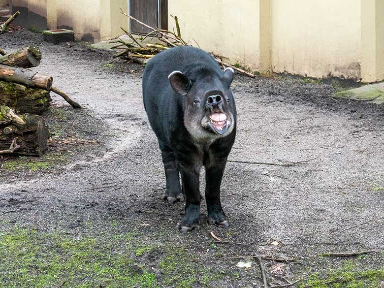 Weiblicher Mittelamerikanischer Tapir SUSANNA am 10. Februar 2024 auf der Außenanlage am Südamerika-Haus im Grünen Zoo Wuppertal