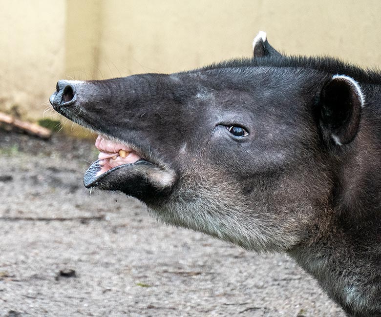 Weiblicher Mittelamerikanischer Tapir SUSANNA am 10. Februar 2024 auf der Außenanlage am Südamerika-Haus im Grünen Zoo Wuppertal