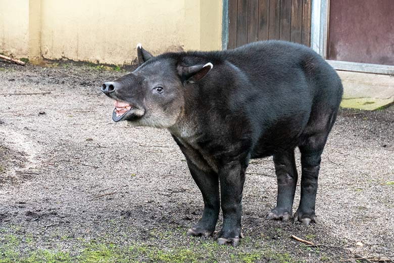 Weiblicher Mittelamerikanischer Tapir SUSANNA am 10. Februar 2024 auf der Außenanlage am Südamerika-Haus im Grünen Zoo Wuppertal