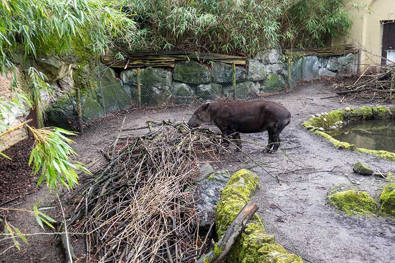 Weiblicher Mittelamerikanischer Tapir SUSANNA am 12. März 2024 auf der Außenanlage am Südamerika-Haus im Zoo Wuppertal