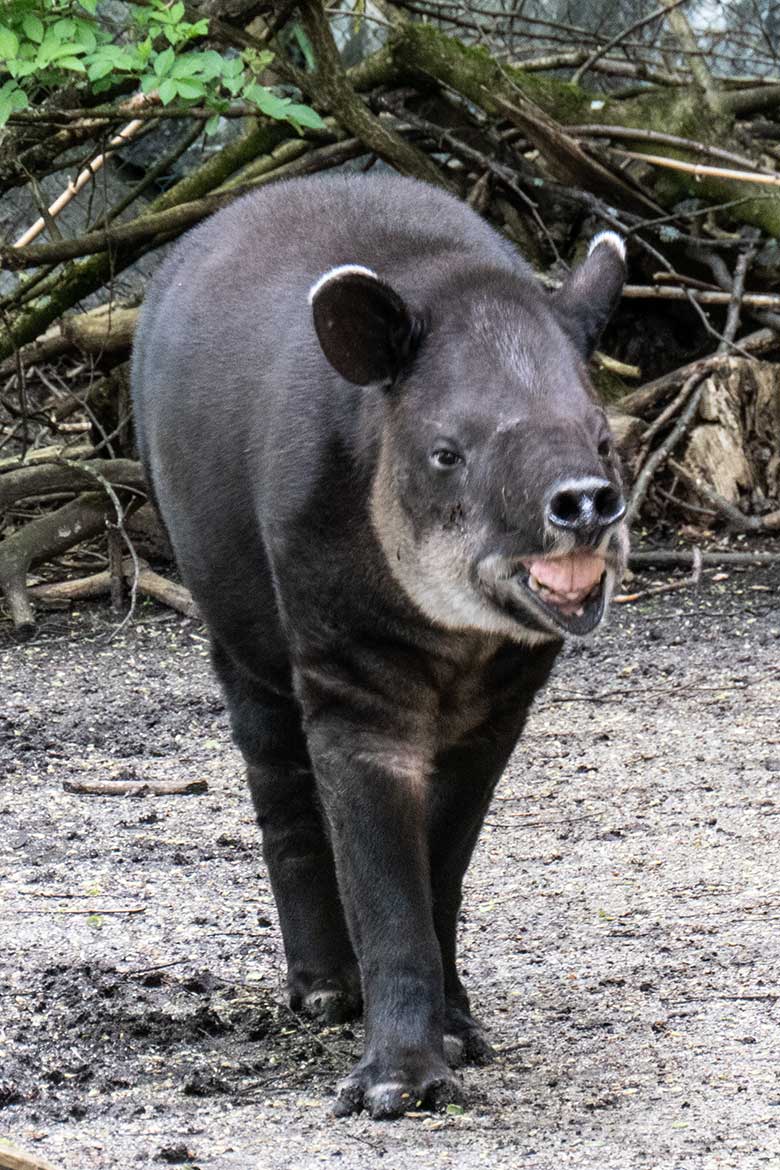 Weiblicher Mittelamerikanischer Tapir SUSANNA am 23. April 2024 auf der Außenanlage am Südamerika-Haus im Grünen Zoo Wuppertal