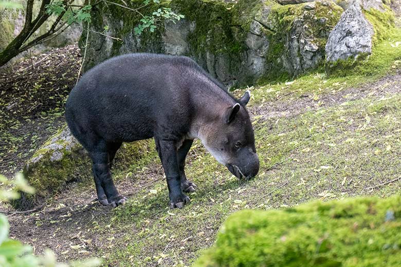 Weiblicher Mittelamerikanischer Tapir SUSANNA am 15. Juni 2024 auf der Außenanlage am Südamerika-Haus im Zoologischen Garten Wuppertal