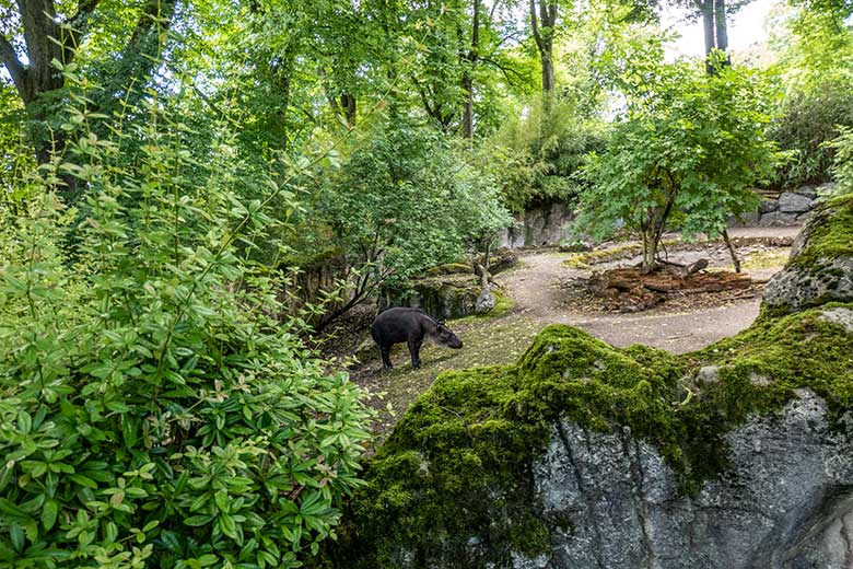 Weiblicher Mittelamerikanischer Tapir SUSANNA am 15. Juni 2024 auf der Außenanlage am Südamerika-Haus im Zoo Wuppertal