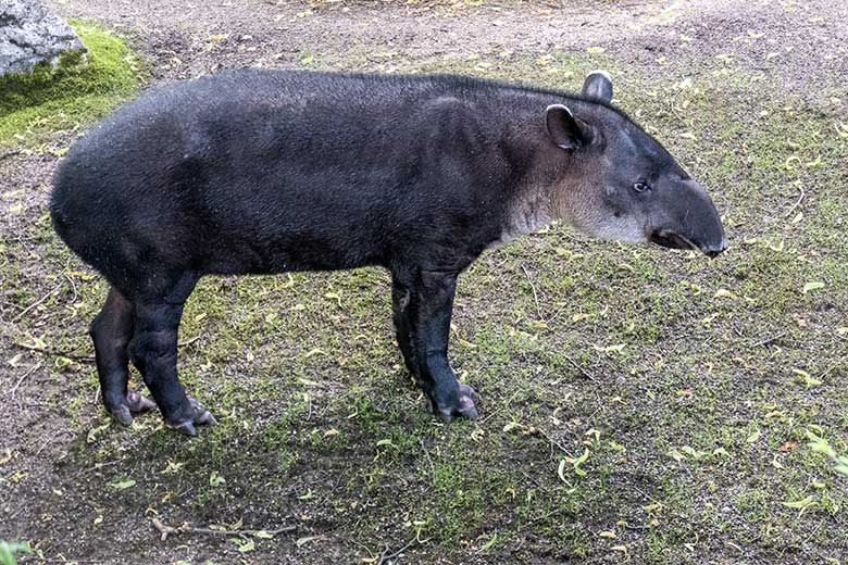 Weiblicher Mittelamerikanischer Tapir SUSANNA am 15. Juni 2024 auf der Außenanlage am Südamerika-Haus im Grünen Zoo Wuppertal