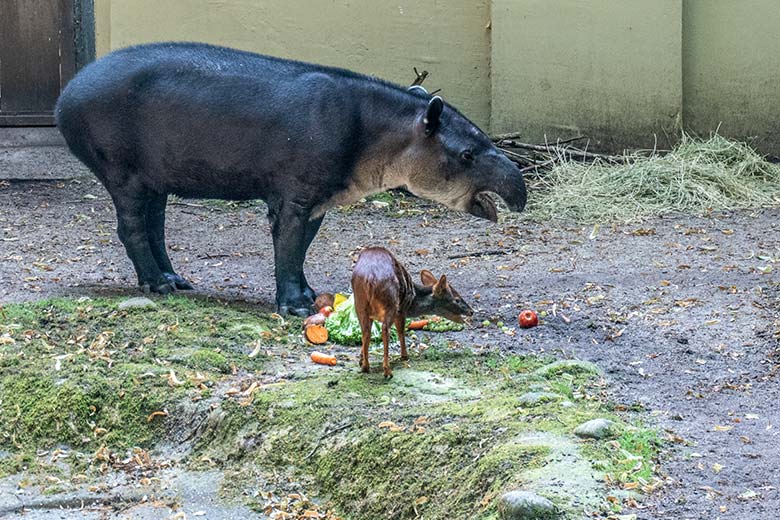Weiblicher Mittelamerikanischer Tapir SUSANNA am 27. Juni 2024 mit einem weiblichen Südpudu auf der Außenanlage am Südamerika-Haus im Grünen Zoo Wuppertal