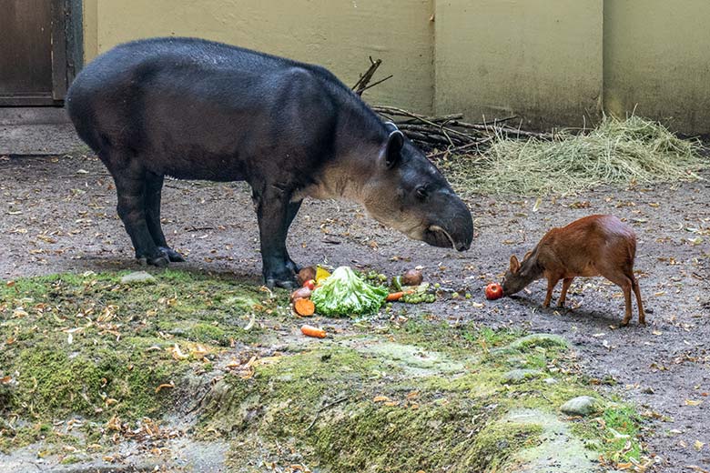 Weiblicher Mittelamerikanischer Tapir SUSANNA am 27. Juni 2024 mit einem weiblichen Südpudu auf der Außenanlage am Südamerika-Haus im Zoo Wuppertal