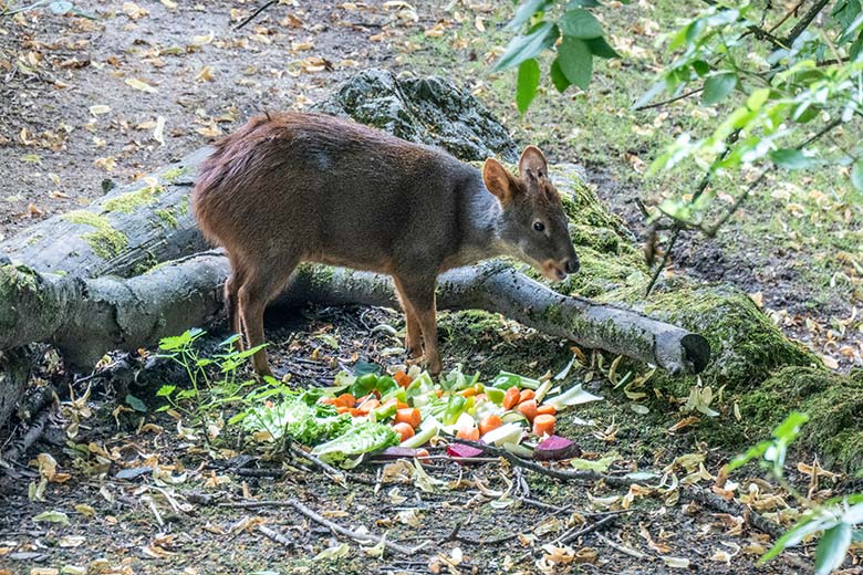 Männlicher Südpudu am 27. Juni 2024 auf der Außenanlage am Südamerika-Haus im Wuppertaler Zoo
