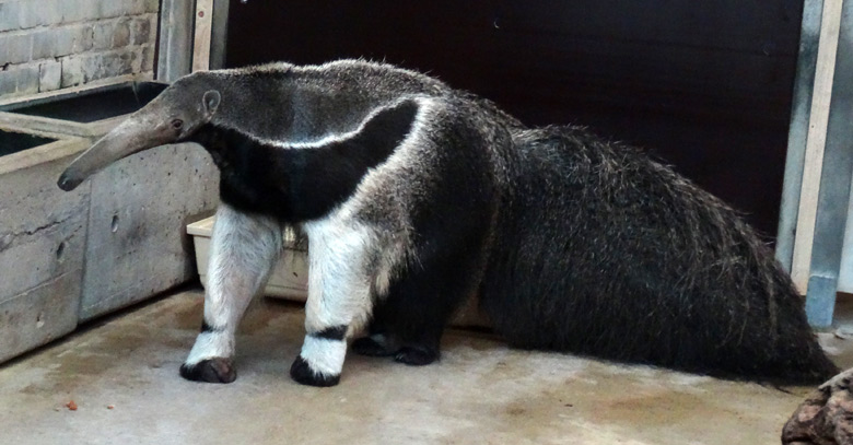 Großer Ameisenbär am 16. April 2016 im Südamerikahaus im Zoologischen Garten der Stadt Wuppertal