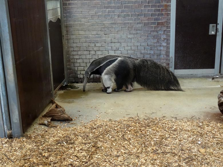 Großer Ameisenbär am 16. April 2016 im Südamerikahaus im Zoologischen Garten der Stadt Wuppertal