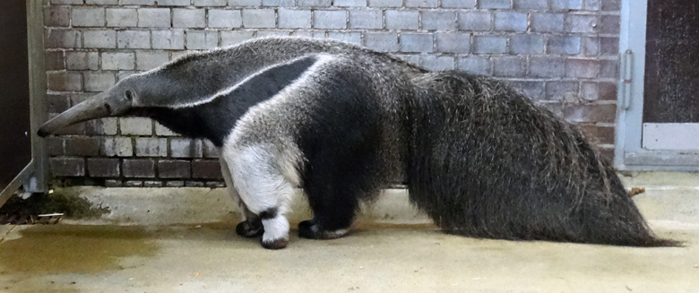 Großer Ameisenbär am 16. April 2016 im Südamerikahaus im Grünen Zoo Wuppertal