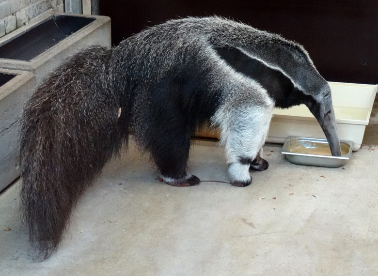 Ameisenbär-Spezial-Ersatznahrung für die Große Ameisenbärin Chiquita am 18. April 2016 im Südamerikahaus im Grünen Zoo Wuppertal