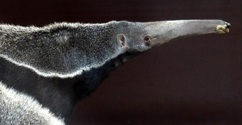 Die dünne, lange und rund geformte Schnauze der Großen Ameisenbärin Chiquita am 18. April 2016 im Südamerikahaus im Zoologischen Garten der Stadt Wuppertal