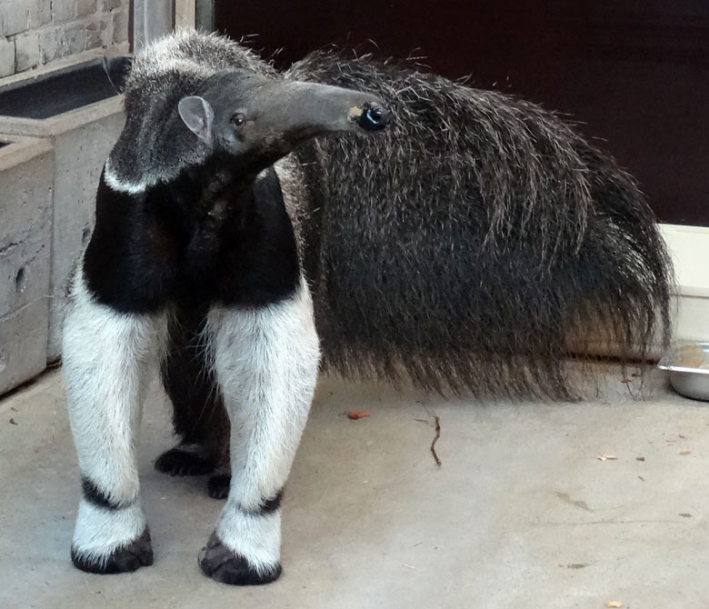 Der buschige Schwanz der Großen Ameisenbärin Chiquita am 18. April 2016 im Südamerikahaus im Zoologischen Garten der Stadt Wuppertal