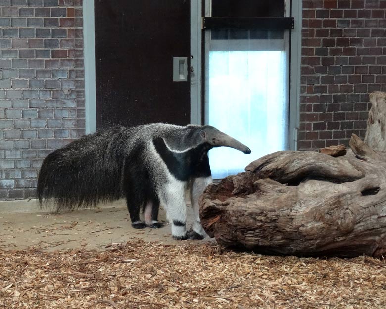 Große Ameisenbärin Chiquita am 13. Mai 2016 im Südamerikahaus im Zoologischen Garten der Stadt Wuppertal