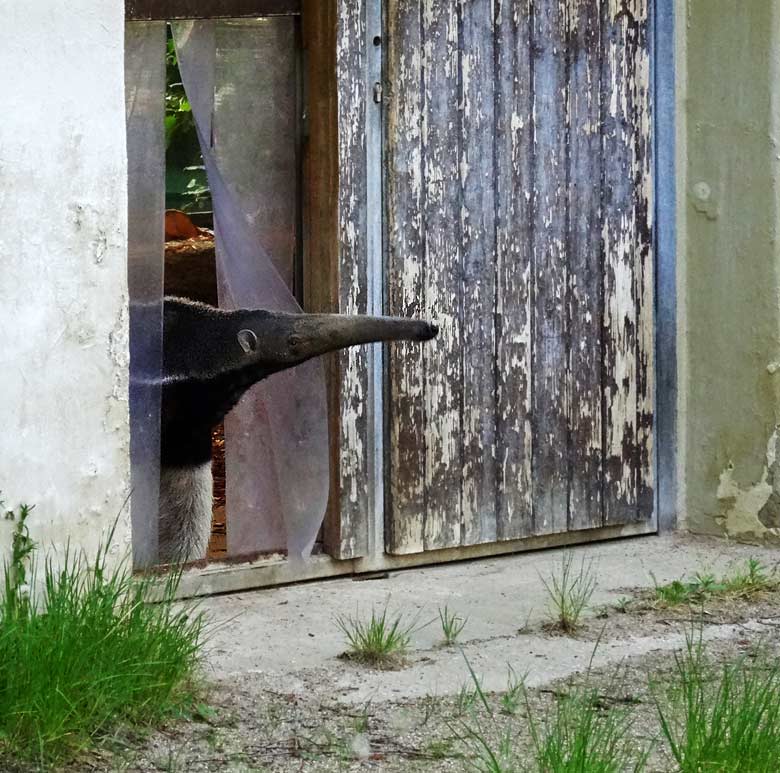 Große Ameisenbärin Chiquita am 13. Mai 2016 am Ausgang aus dem Südamerikahaus zur Außenanlage für den Großen Ameisenbär im Wuppertaler Zoo