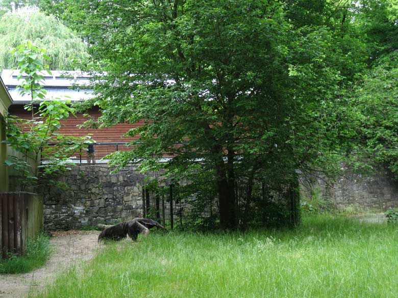 Große Ameisenbärin "Chiquita" am 4. Juni 2016 auf der Außenanlage am Südamerikahaus im Zoo Wuppertal