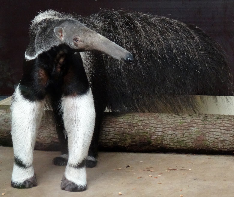 Große Ameisenbärin "Chiquita" am 4. Juni 2016 im Südamerikahaus im Wuppertaler Zoo