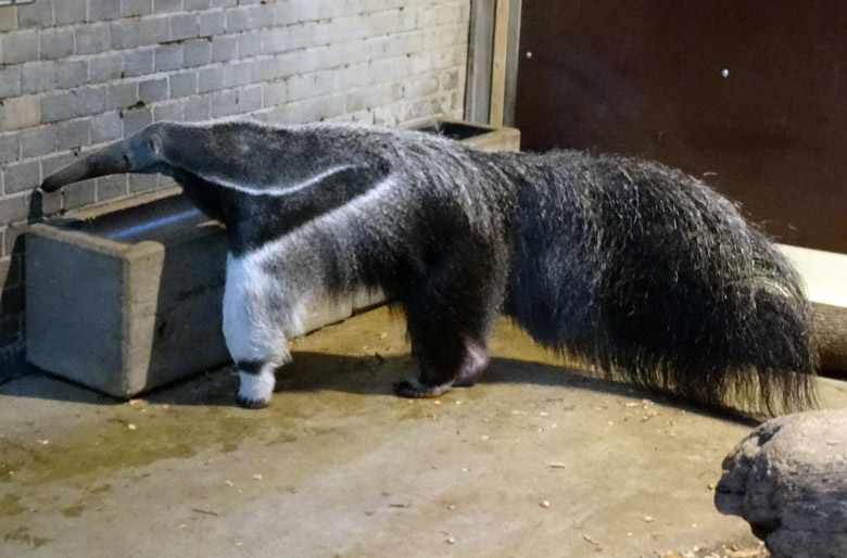 Große Ameisenbärin CHIQUITA am 5. Januar 2017 im Südamerikahaus im Grünen Zoo Wuppertal