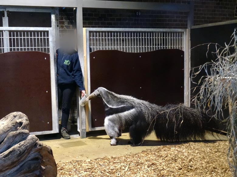 Große Ameisenbärin CHIQUITA am 5. Januar 2017 im Südamerikahaus im Zoologischen Garten der Stadt Wuppertal