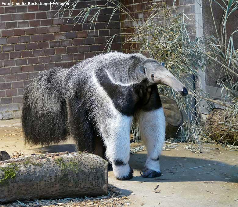 Große Ameisenbärin CHIQUITA am 2. Februar 2017 im Südamerika-Haus im Grünen Zoo Wuppertal (Foto Claudia Böckstiegel-Wengler)