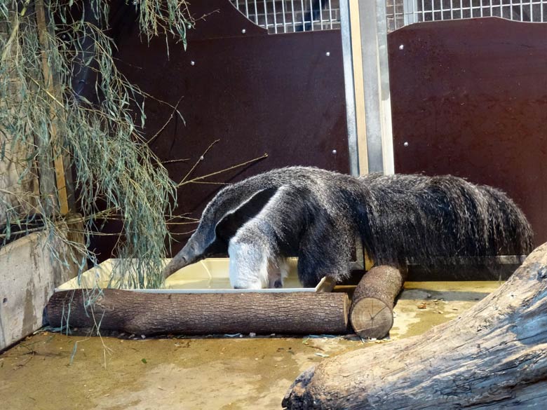 Große Ameisenbärin CHIQUITA am 15. April 2017 im Südamerikahaus im Wuppertaler Zoo