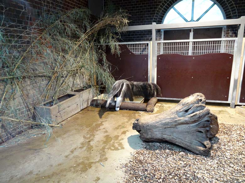 Große Ameisenbärin CHIQUITA am 15. April 2017 im Südamerikahaus im Grünen Zoo Wuppertal