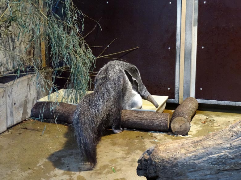 Große Ameisenbärin CHIQUITA am 15. April 2017 im Südamerikahaus im Zoologischen Garten der Stadt Wuppertal