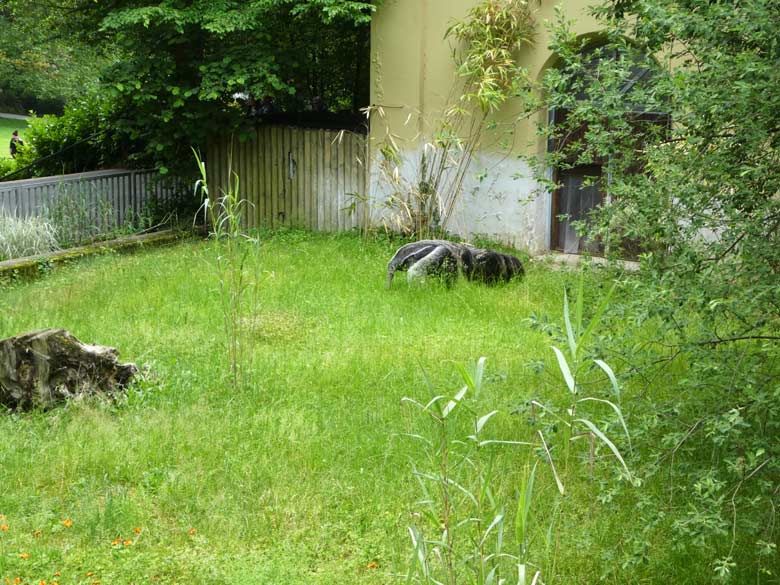 Große Ameisenbärin CHIQUITA am 4. Juni 2017 auf der Außenanlage im Zoologischen Garten der Stadt Wuppertal