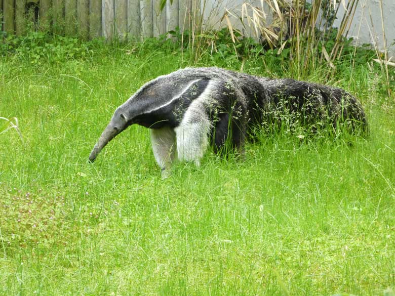 Große Ameisenbärin CHIQUITA am 4. Juni 2017 auf der Außenanlage im Wuppertaler Zoo