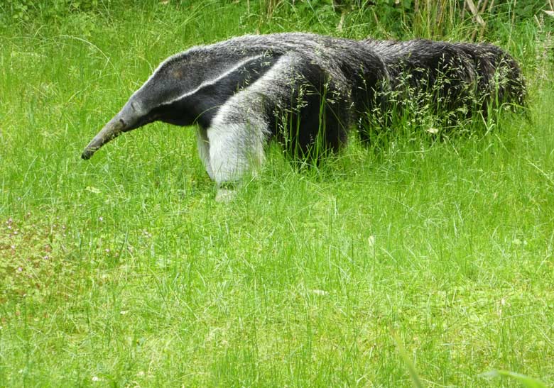 Große Ameisenbärin CHIQUITA am 4. Juni 2017 auf der Außenanlage im Grünen Zoo Wuppertal