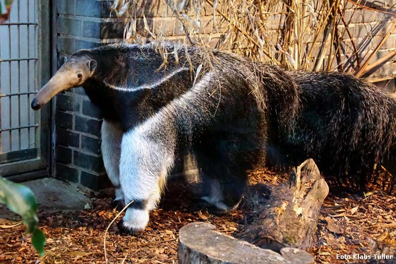 Große Ameisenbärin CHIQUITA am 16. Dezember 2017 im Südamerikahaus im Zoo Wuppertal (Foto Klaus Tüller)