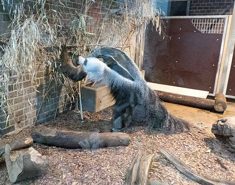 Große Ameisenbärin CHIQUITA mit Zweifingerfaultier am 14. Januar 2018 im Südamerikahaus im Zoo Wuppertal