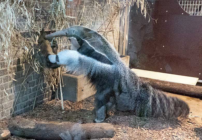 Große Ameisenbärin CHIQUITA mit Zweifingerfaultier am 14. Januar 2018 im Südamerikahaus im Wuppertaler Zoo