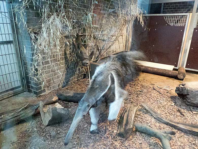 Große Ameisenbärin CHIQUITA mit Zweifingerfaultier am 14. Januar 2018 im Südamerikahaus im Zoologischen Garten der Stadt Wuppertal